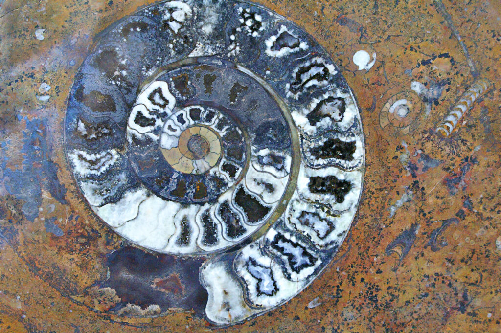 Fossil spiral shell and ancient petrified organisms in granite